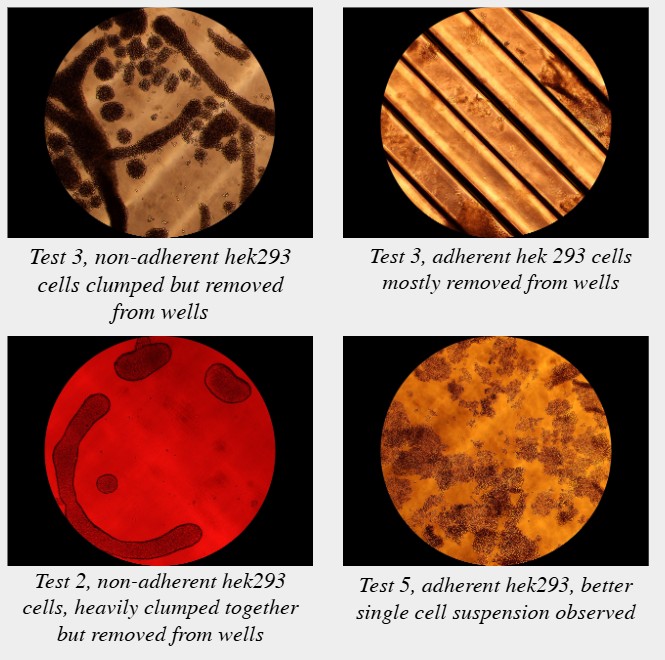 Four microscope images of HEK293 cells from the site visit tests, showing cells clumped and removed from the wells, and a better single-cell suspension in test 5